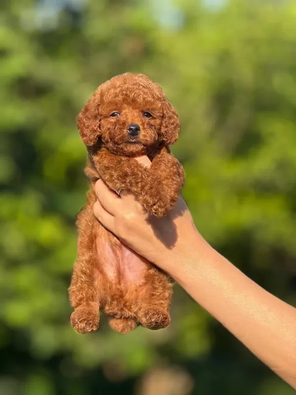 Orjinal Teacup Kore Poodle Bebekler