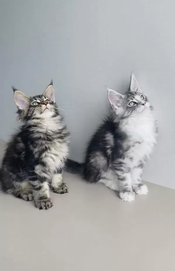 Özel Sevenlere Özel Xxl Maine Coon Bebeklerim