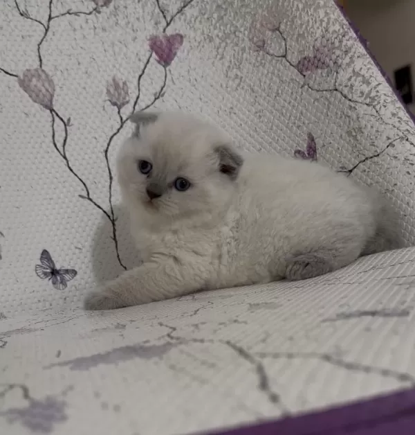 Bal Küpü Kar Topu Blue Point Kediler