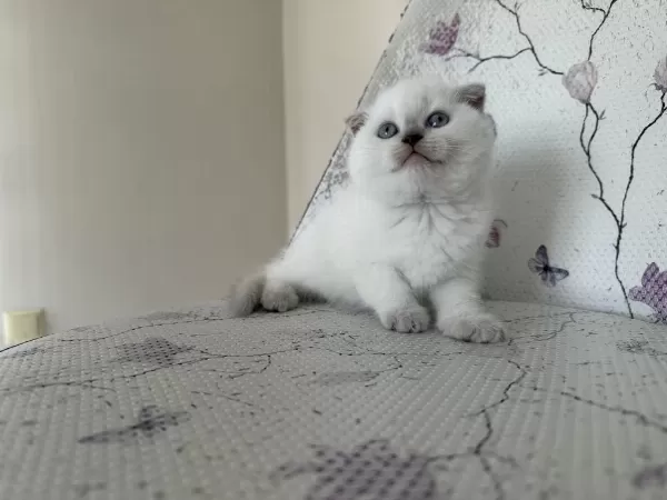 Bal Küpü Kar Topu Blue Point Kediler