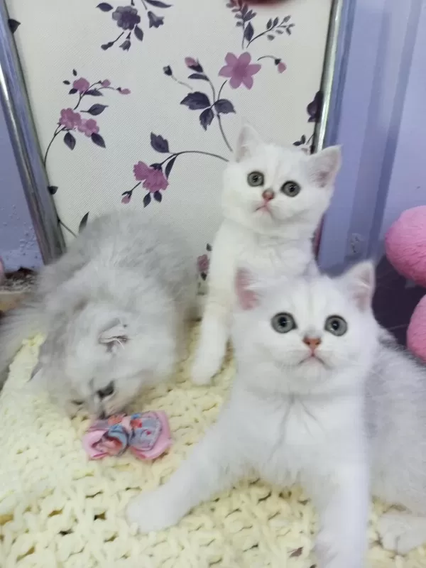 Safkan Silver Shaded 2 Ve 3 Aylık Kediler Catteryden