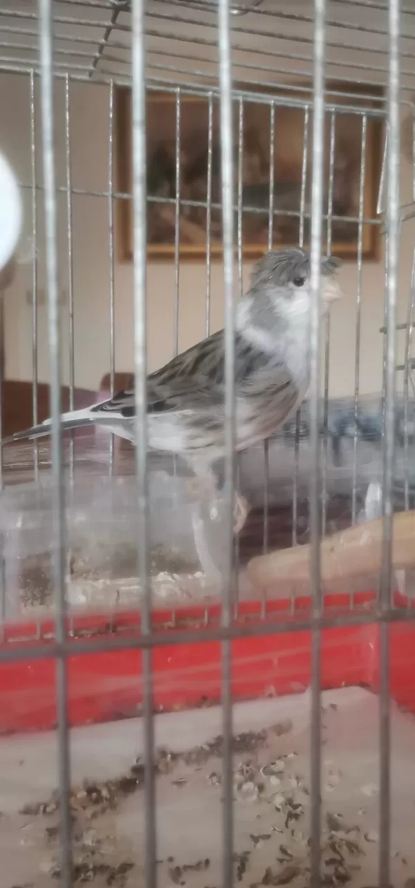 Tepeli Siyah Beyaz Erkek Harleguin Kanarya