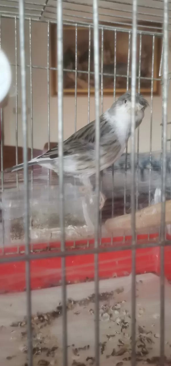 Tepeli Siyah Beyaz Erkek Harleguin Kanarya