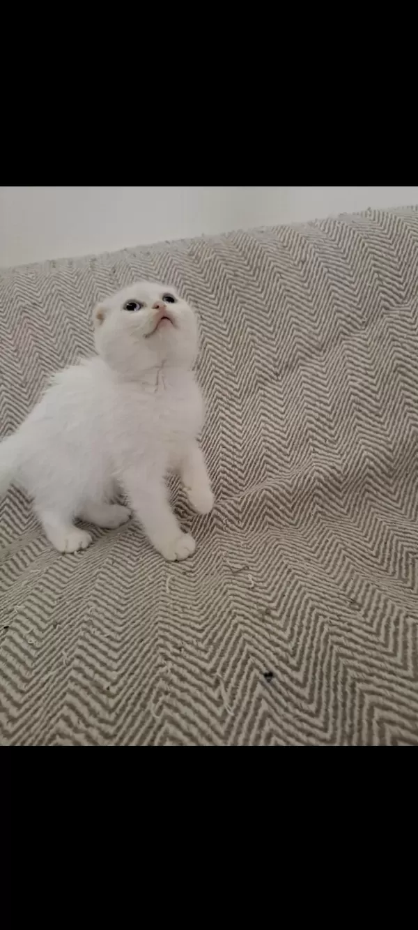 Son Yavru Kediler Teslime Hazır