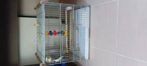 7 Aylık Jumbo Boy Sultan Papağanı