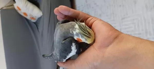 7 Aylık Jumbo Boy Sultan Papağanı