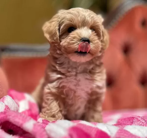 Maltipoo Yavrularimiz