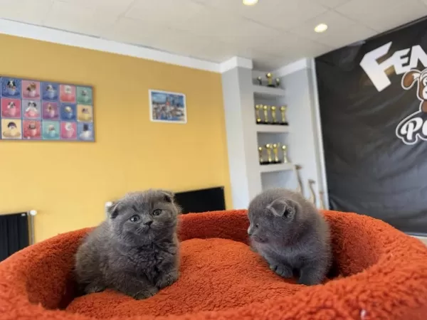 Top Kafa Scottish Fold Yavrulari Fenomen Pet Shop