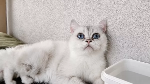 Safkan British Shorthair