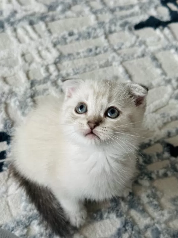 British Scottish Shorthair Lynx