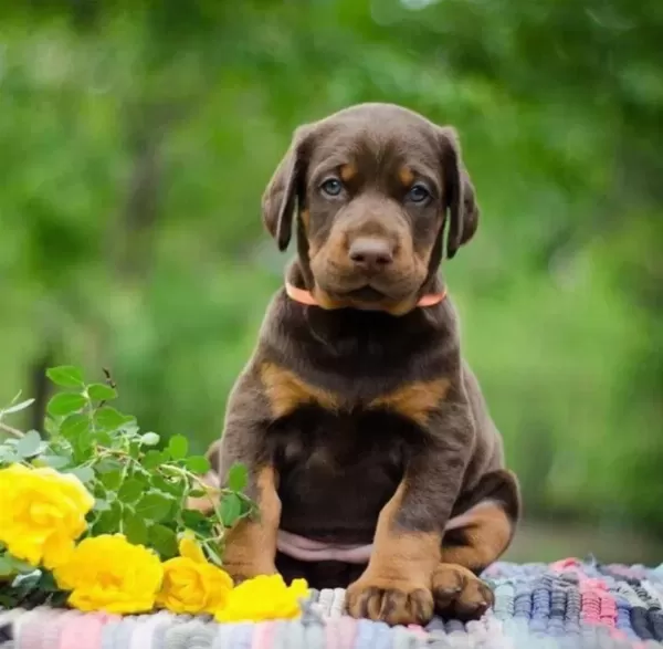 Profesyonel Üretim Çifliğinden Doberman Kapıda Ödeme