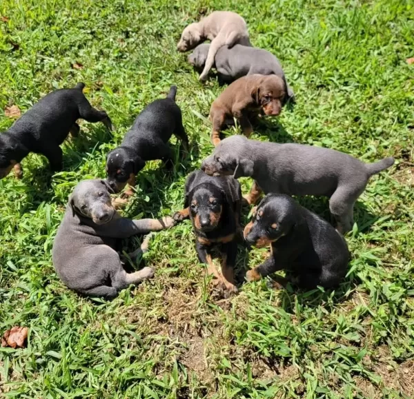 Profesyonel Üretim Çifliğinden Doberman Kapıda Ödeme