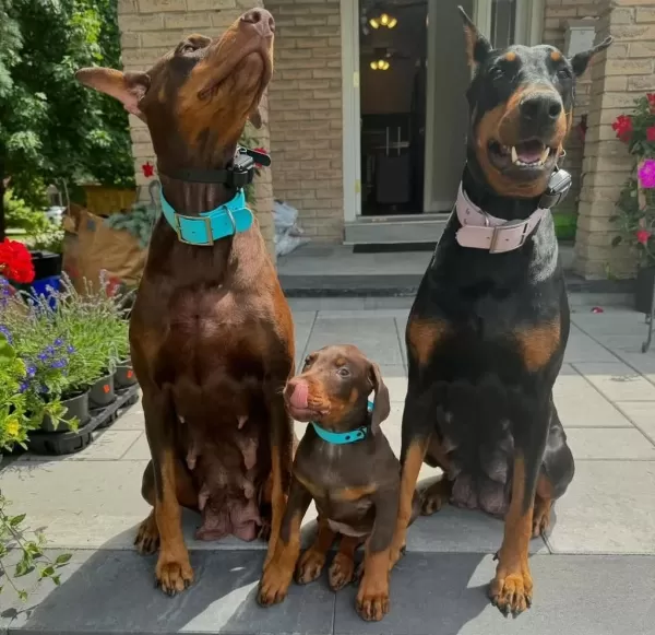 Profesyonel Üretim Çifliğinden Doberman Kapıda Ödeme