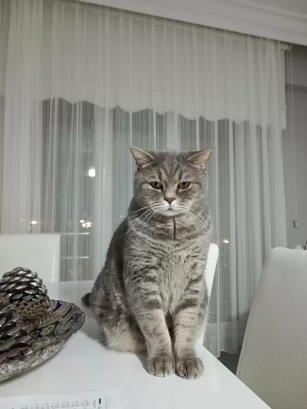 British Shorthair Kedisi