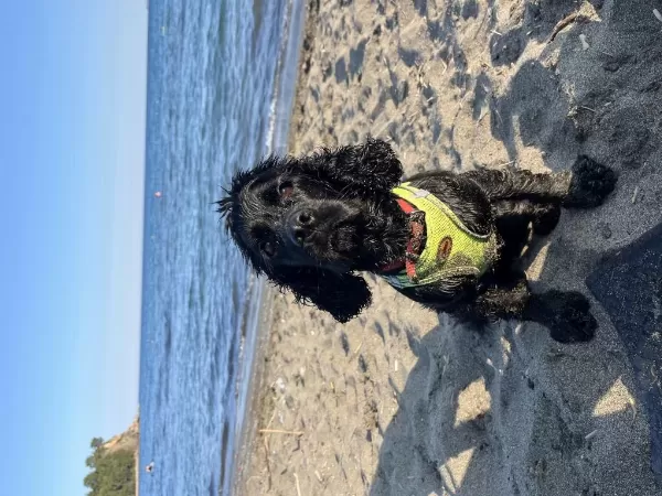 Köpeğimiz Ömürlük Aile Arıyor
