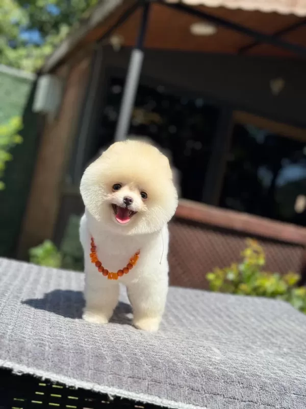 Pomeranian Yavrularımız Yeni Yuvalarını Bekliyor