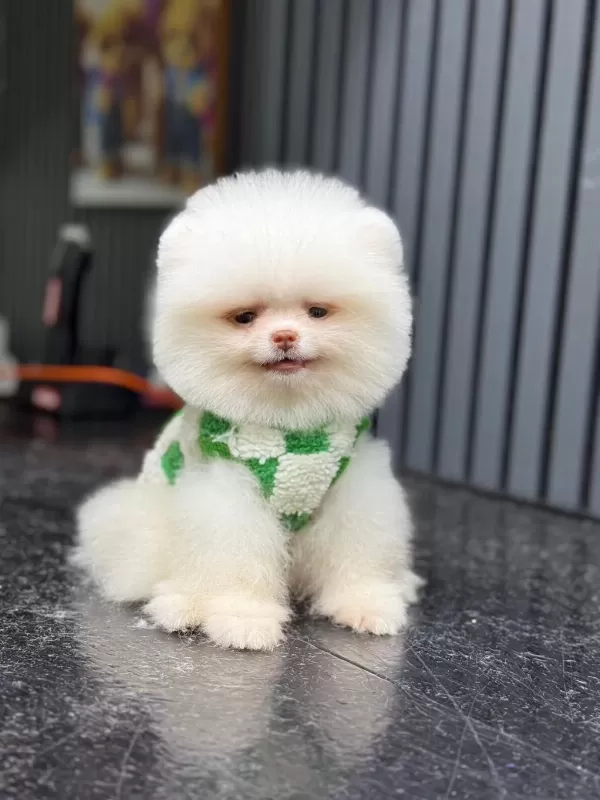 Pomeranian Yavrularımız Yeni Yuvalarını Bekliyor