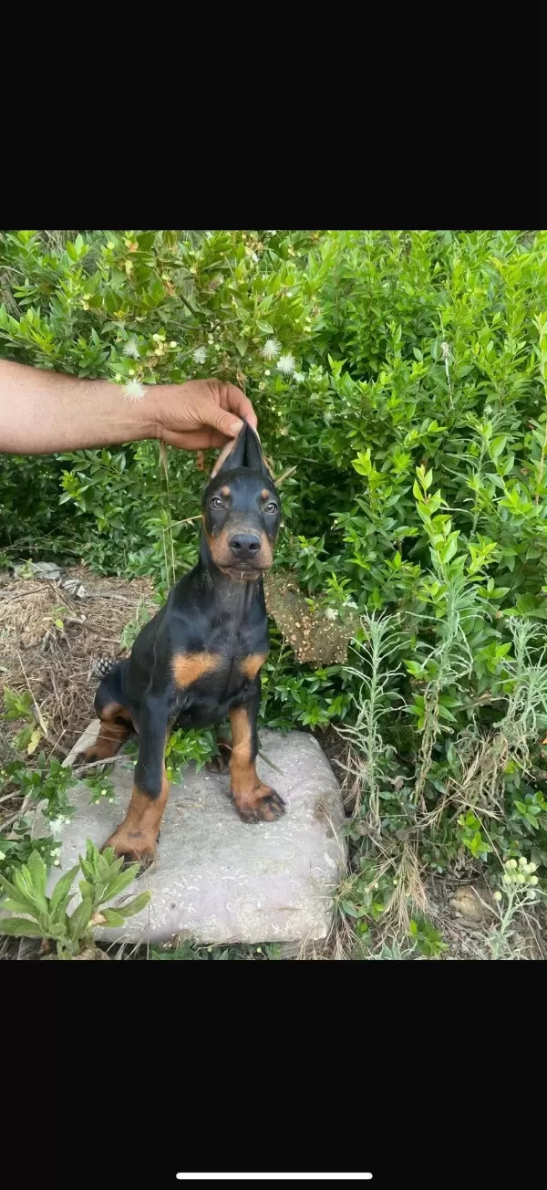Orjinal Doberman Yavrularımız