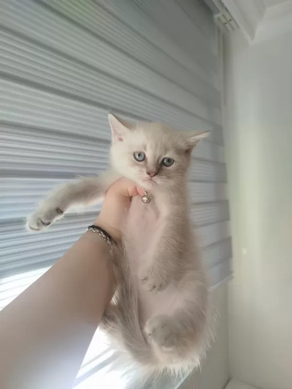 British Shorthair Blue Point Yavrum