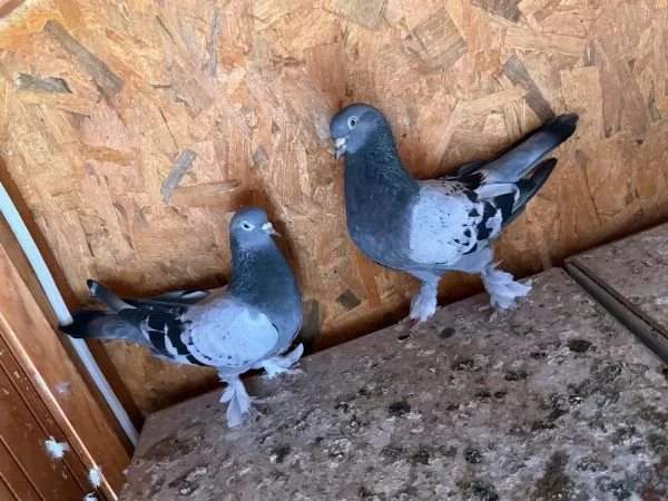 Eski Soy Ankara Kusları Şenol Olgan Kuşları