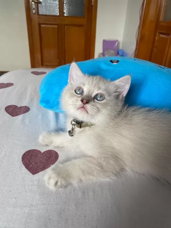 Blue Point Erkek Kedimiz