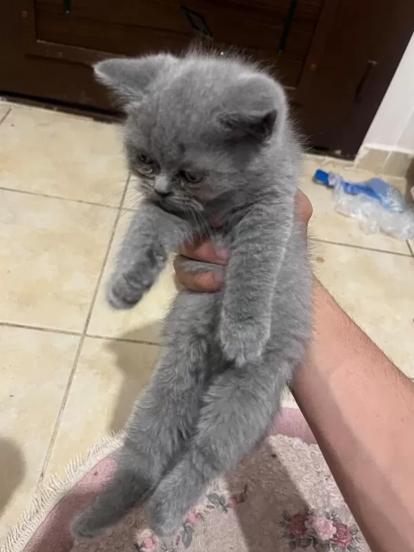 Safkan British Shorthair