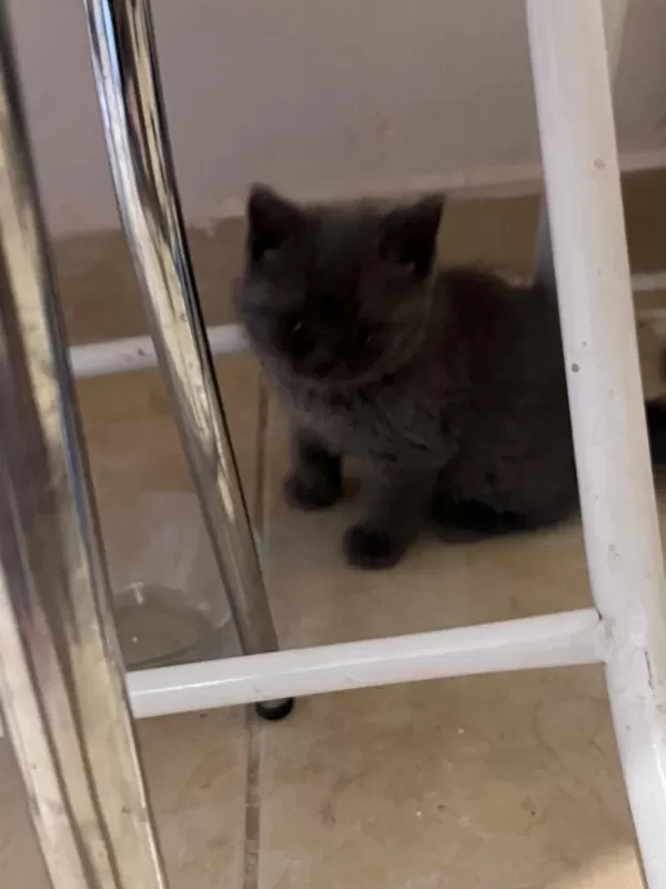 Safkan British Shorthair