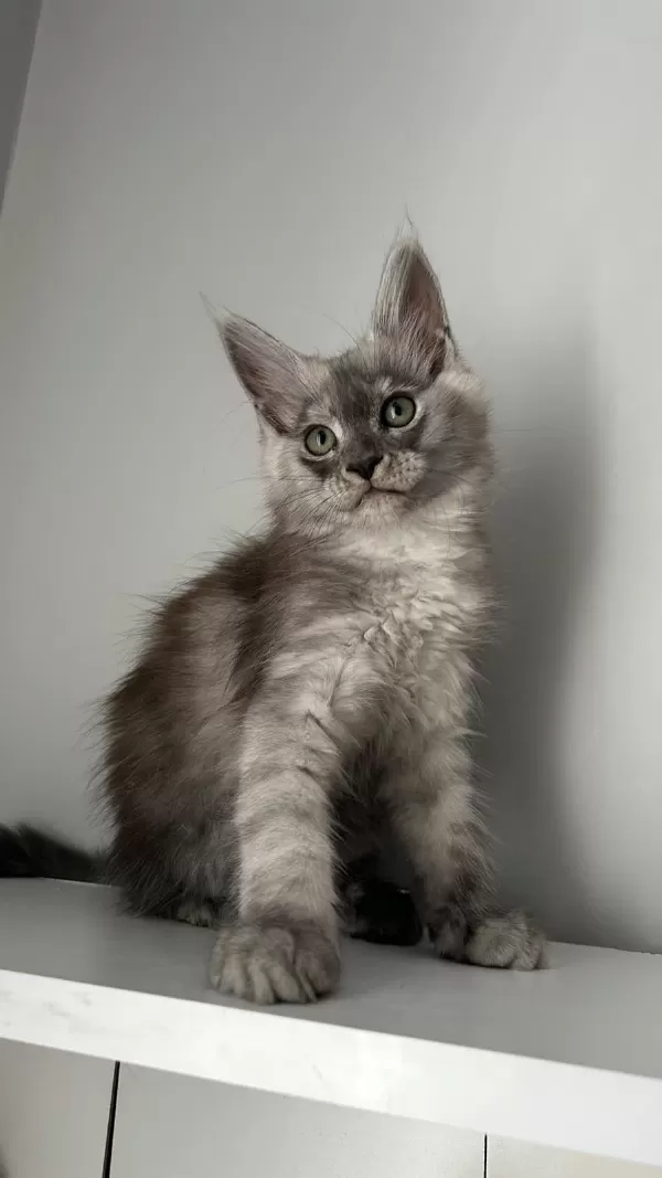Sağlik Ve İrk Garantili Minik Maine Coon Devler
