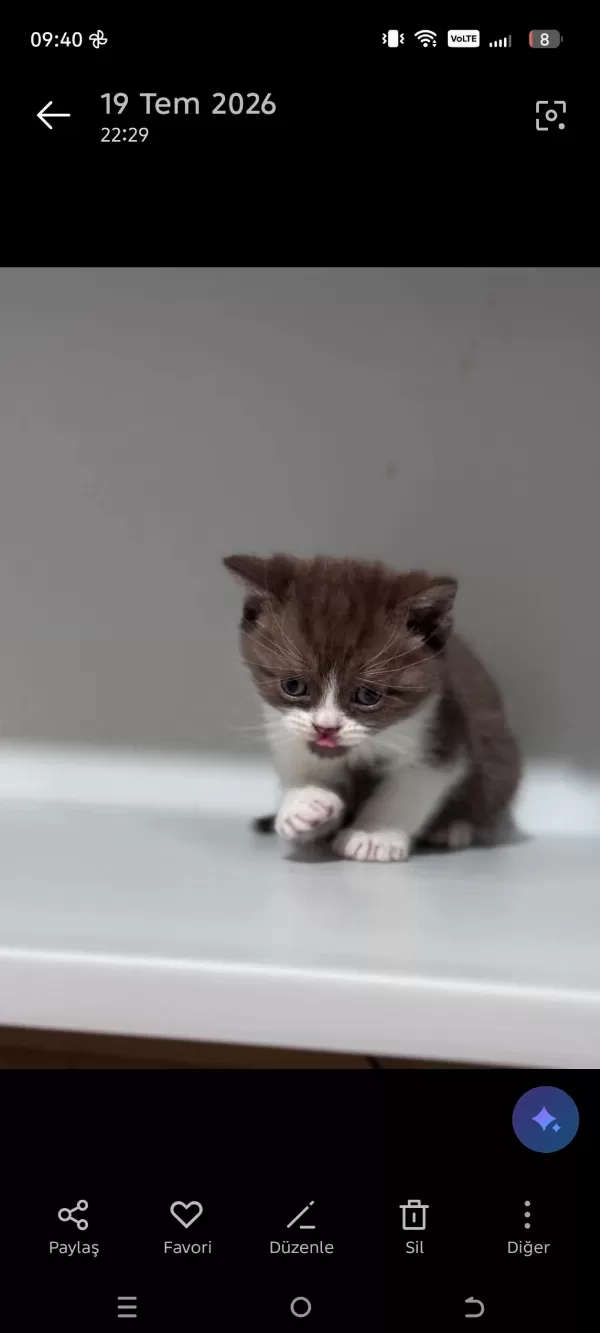 40 Günlük British Shorthair Yavrular