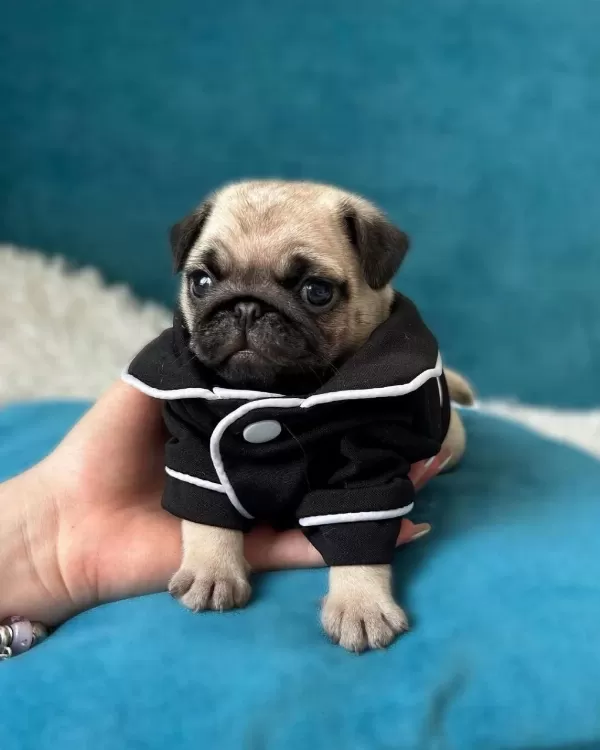 İrk Garantili Pug Yavrulari