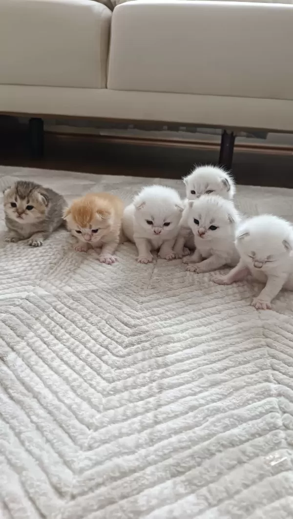 Seçereli Babanin Tombik Bebek Kedileri