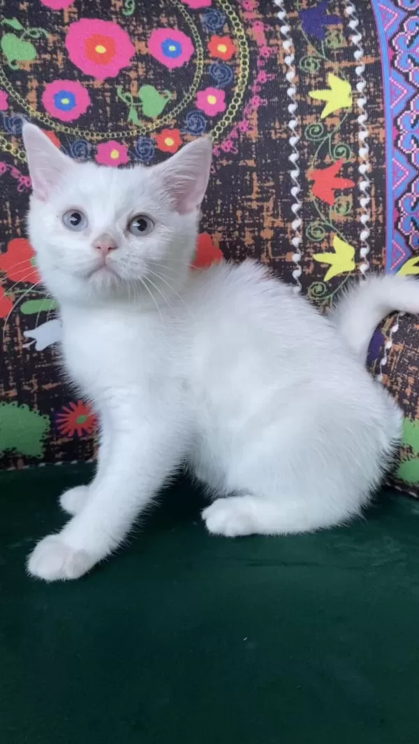 Bembeyaz Yavru British Shorthair