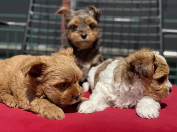 Petmode Köpek Çiftliğinde Ziyarete Açık Morkie