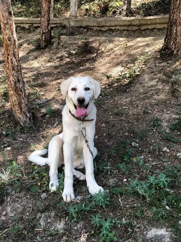 Türkiyede Nadir Bulunan 5 Aylik Safkan Kangal Yavrusu