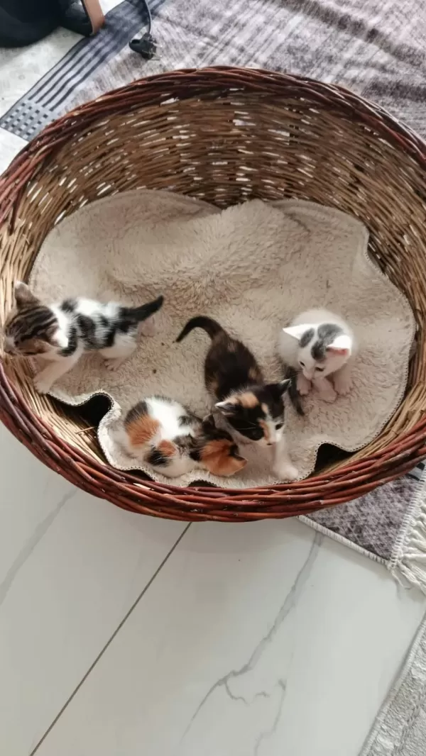Sağlıklı Yavru Kediler