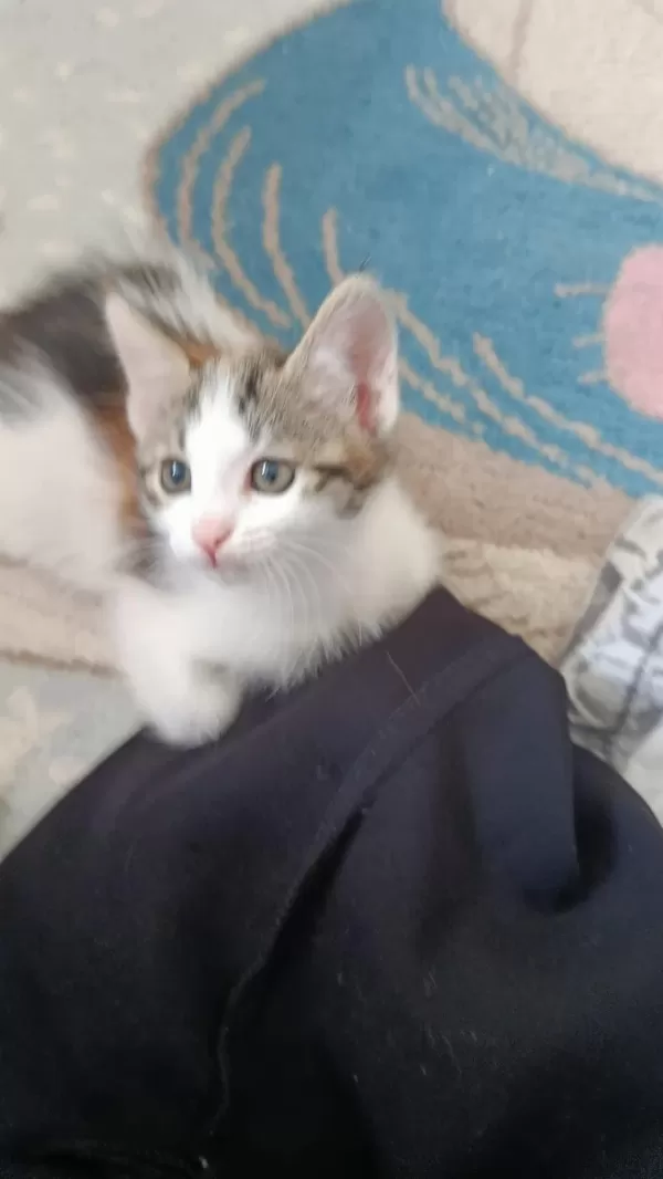 Sağlıklı Yavru Kediler