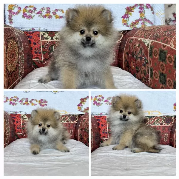 Pomeranian Köpeğimiz