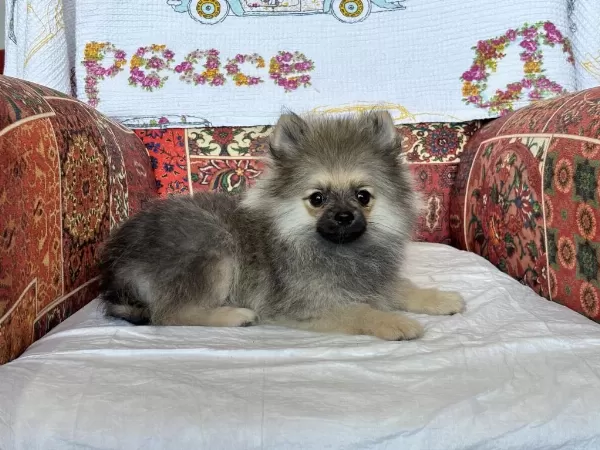 Pomeranian Köpeğimiz