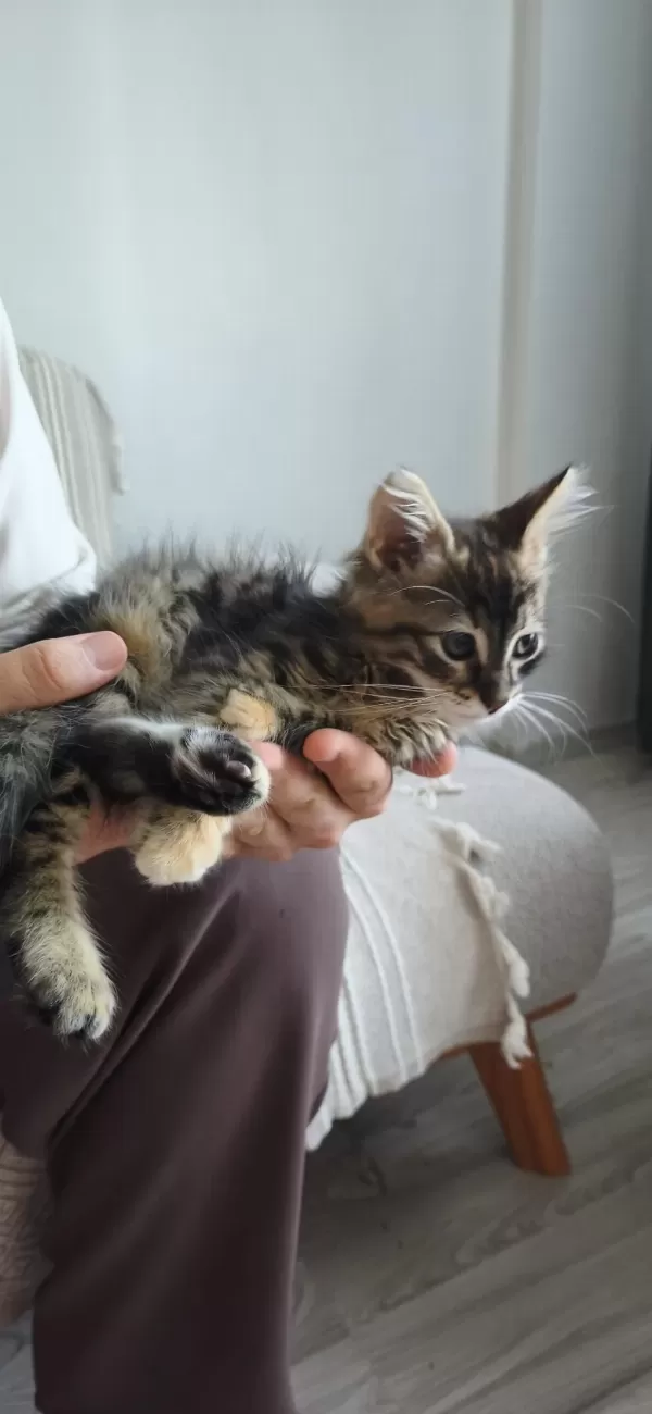 Sicak Kanli Arkadaş Canlisi Tekir