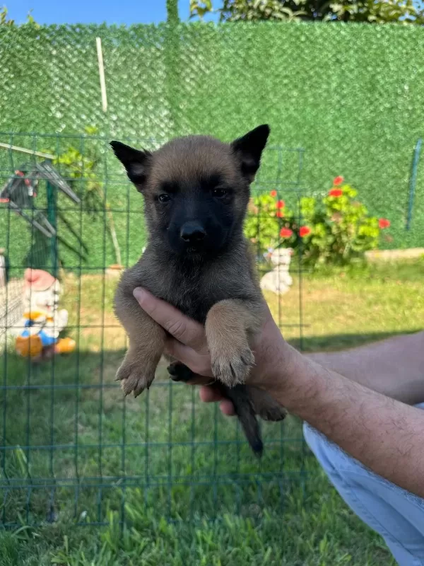 A Kalite Belçika Kurdu