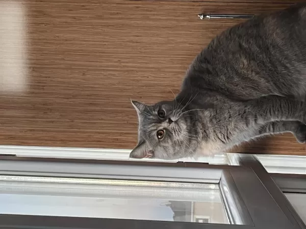British Shorthair 2,5 Yaşında