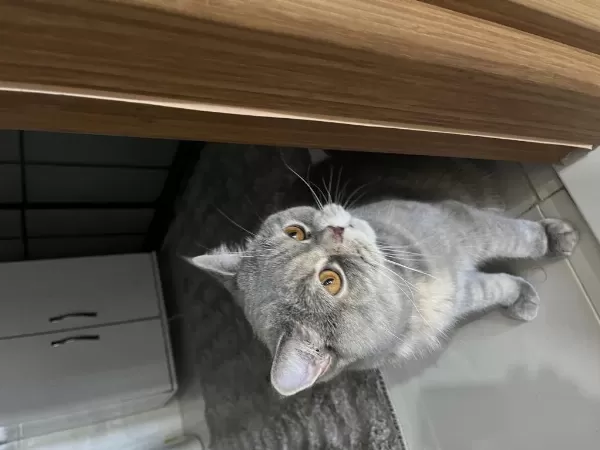 British Shorthair 2,5 Yaşında