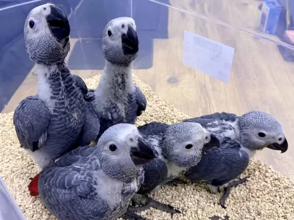 Yerli Üretim Bebek Faturali Belgeli Jako Papağanlari