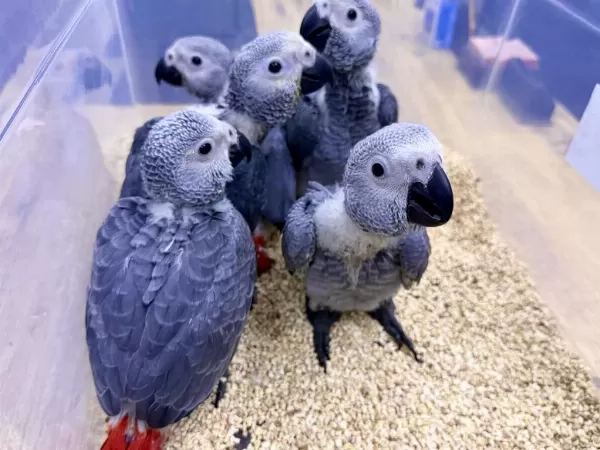 Yerli Üretim Bebek Faturali Belgeli Jako Papağanlari