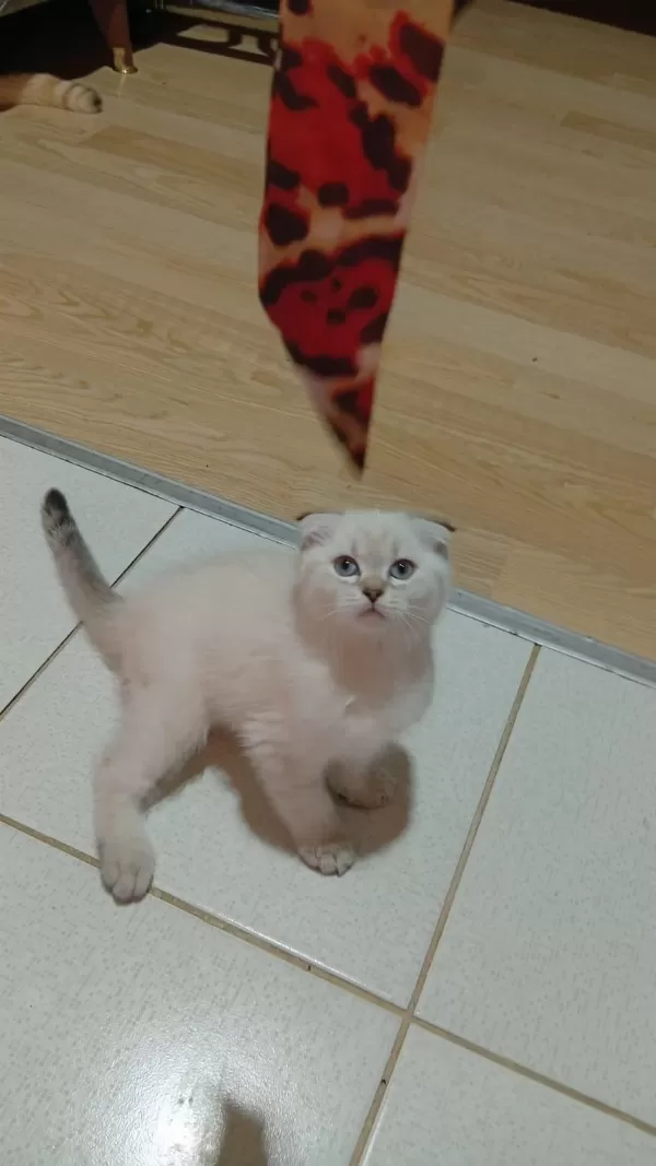 Scottish Fold Prenses Uyguna Verilcek