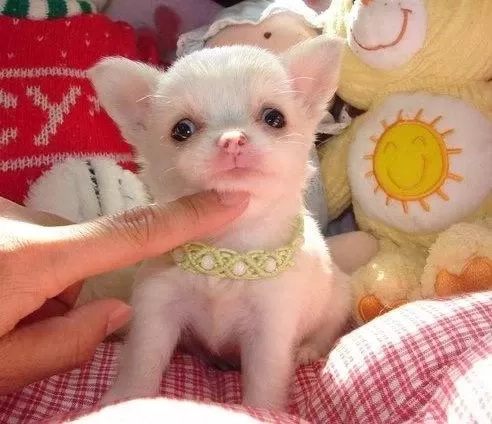 İrk Ve Sağlık Garantili Mini Bardak Köpek Şivavalar