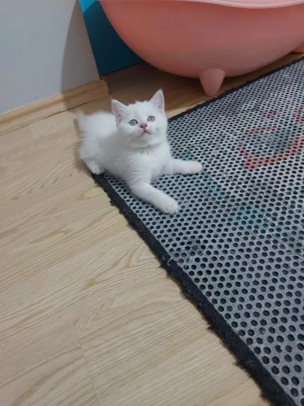 Prenses Kedimiz Uyguna Verilecek