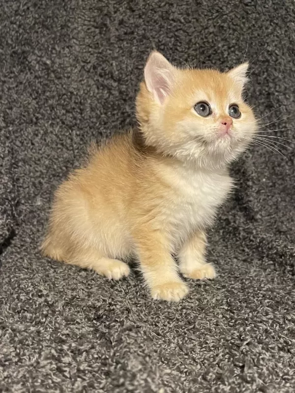 Anne Baba Şecereli Safkan Golden Ny12 British Shorthair