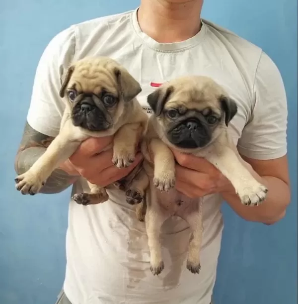 İrk Garantili Pug Yavrulari