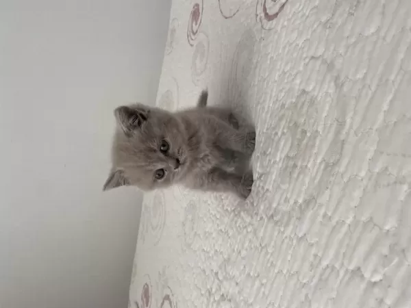 Dişi British Shorthair Dünyalar Tatlısı 2 Aylık